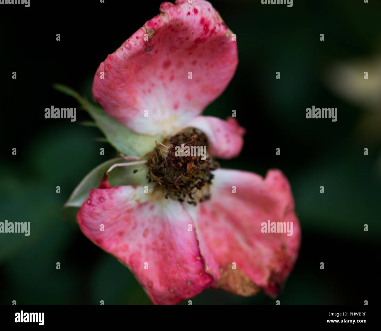 Macro shot di far eseguire una corsa a vuoto a rose, secco rose fiore nel giardino botanico. Foto Stock