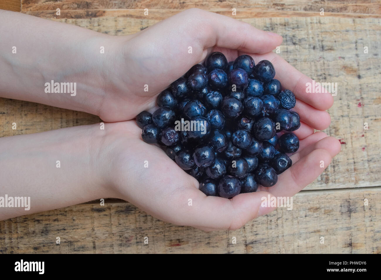 Le mani piene con congelate di bacche di Aronia Foto Stock