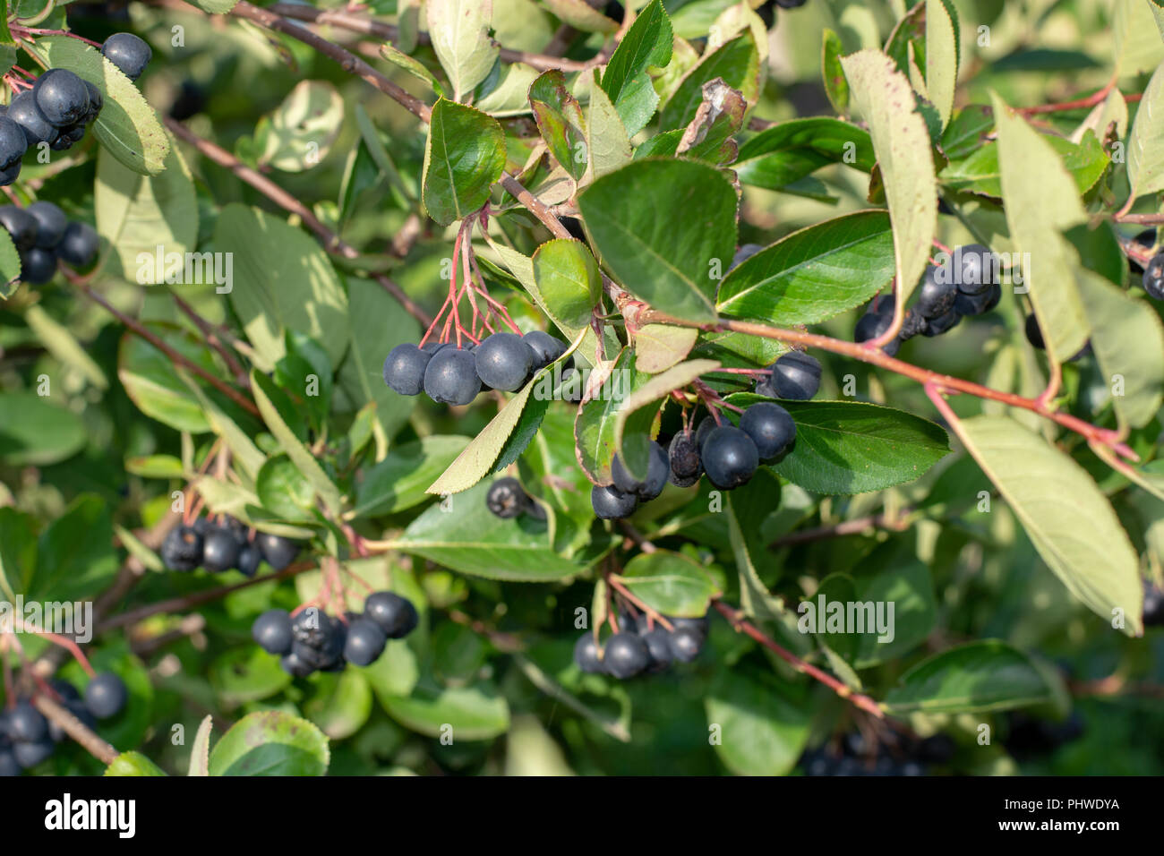 Il ramo riempito con bacche di Aronia. Foto Stock