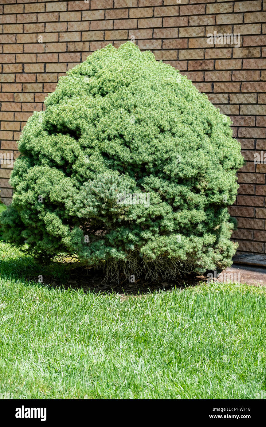 Un nano lo stampaggio Picea,Picea glauca, abete bianco. Wichita, Kansas, Stati Uniti d'America. Foto Stock