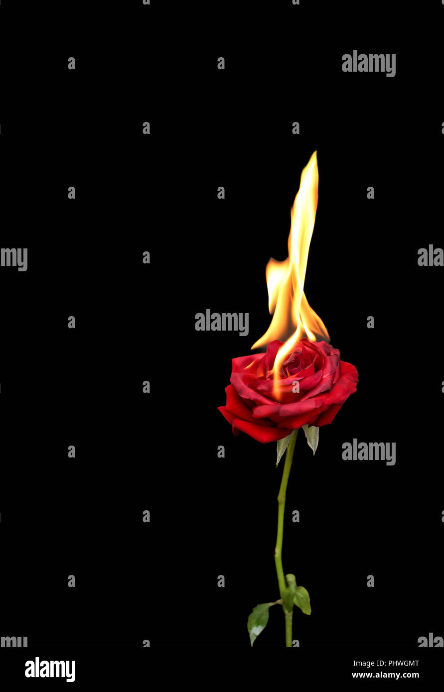 Concetto, Red Rose bruciare con calde fiamme isolato Foto Stock