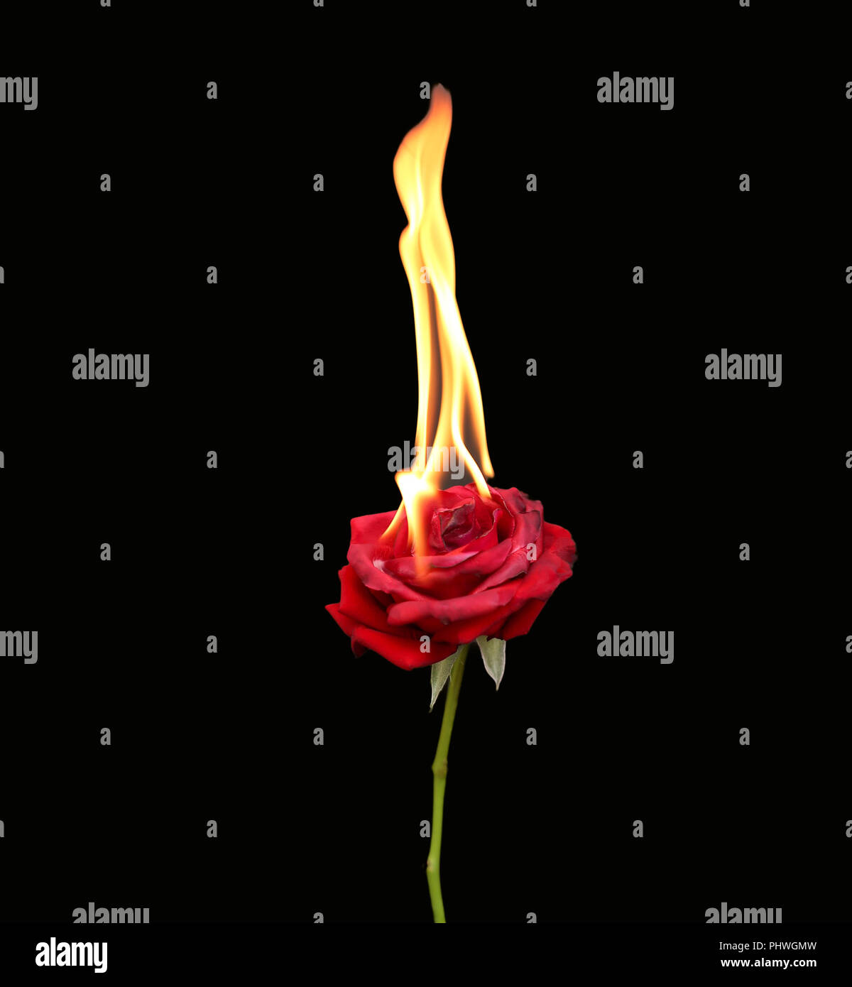 Concetto, Red Rose bruciare con calde fiamme isolato Foto Stock
