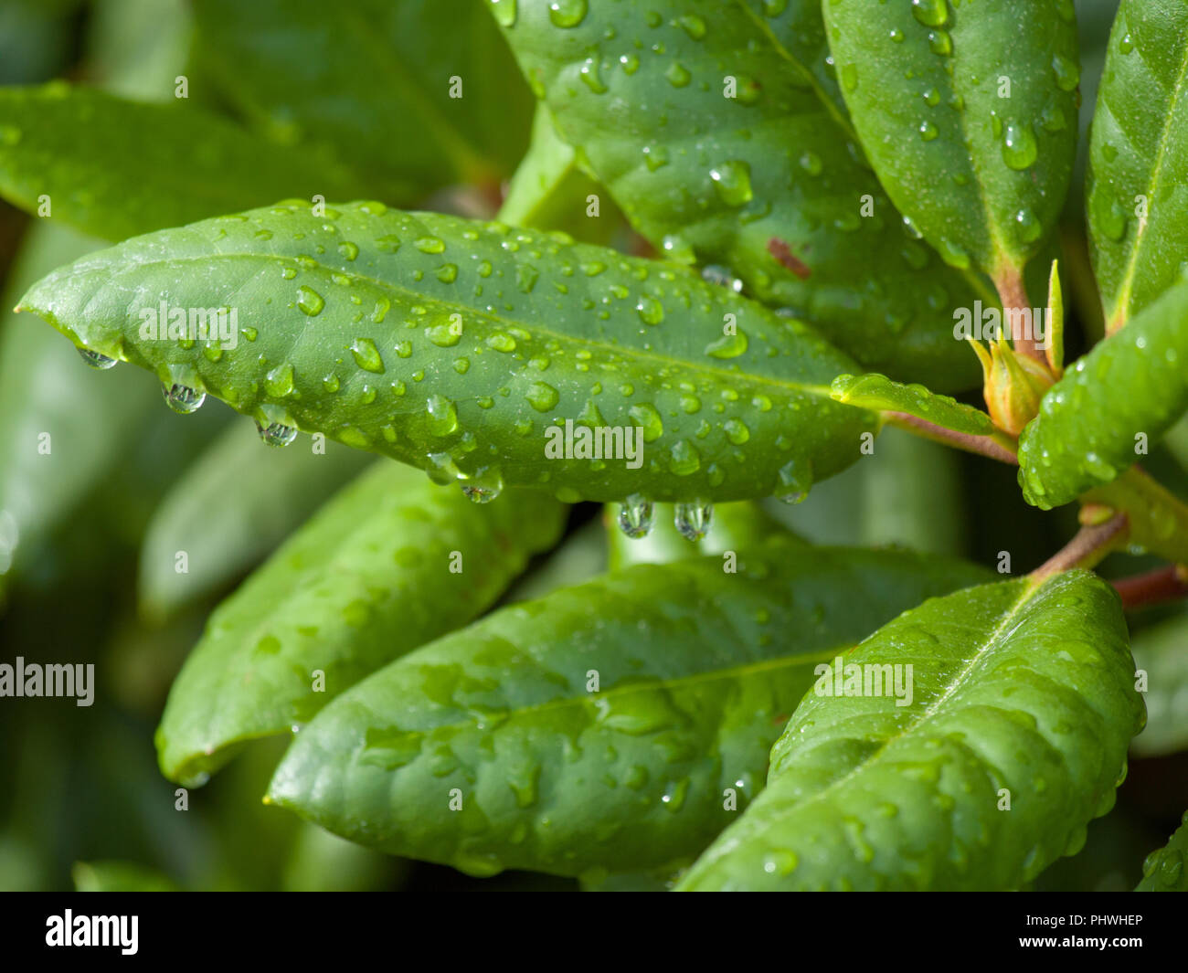 Gocce d'acqua sulle foglie verde Foto Stock