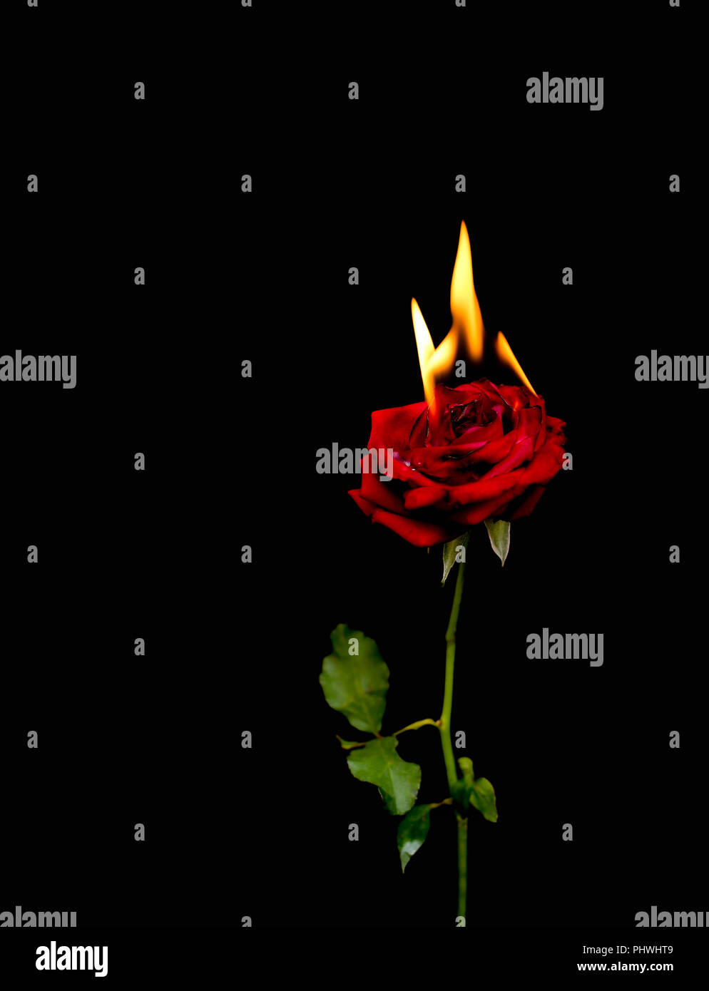 Conceptual Red Rose bruciare con calde fiamme isolato. Foto Stock