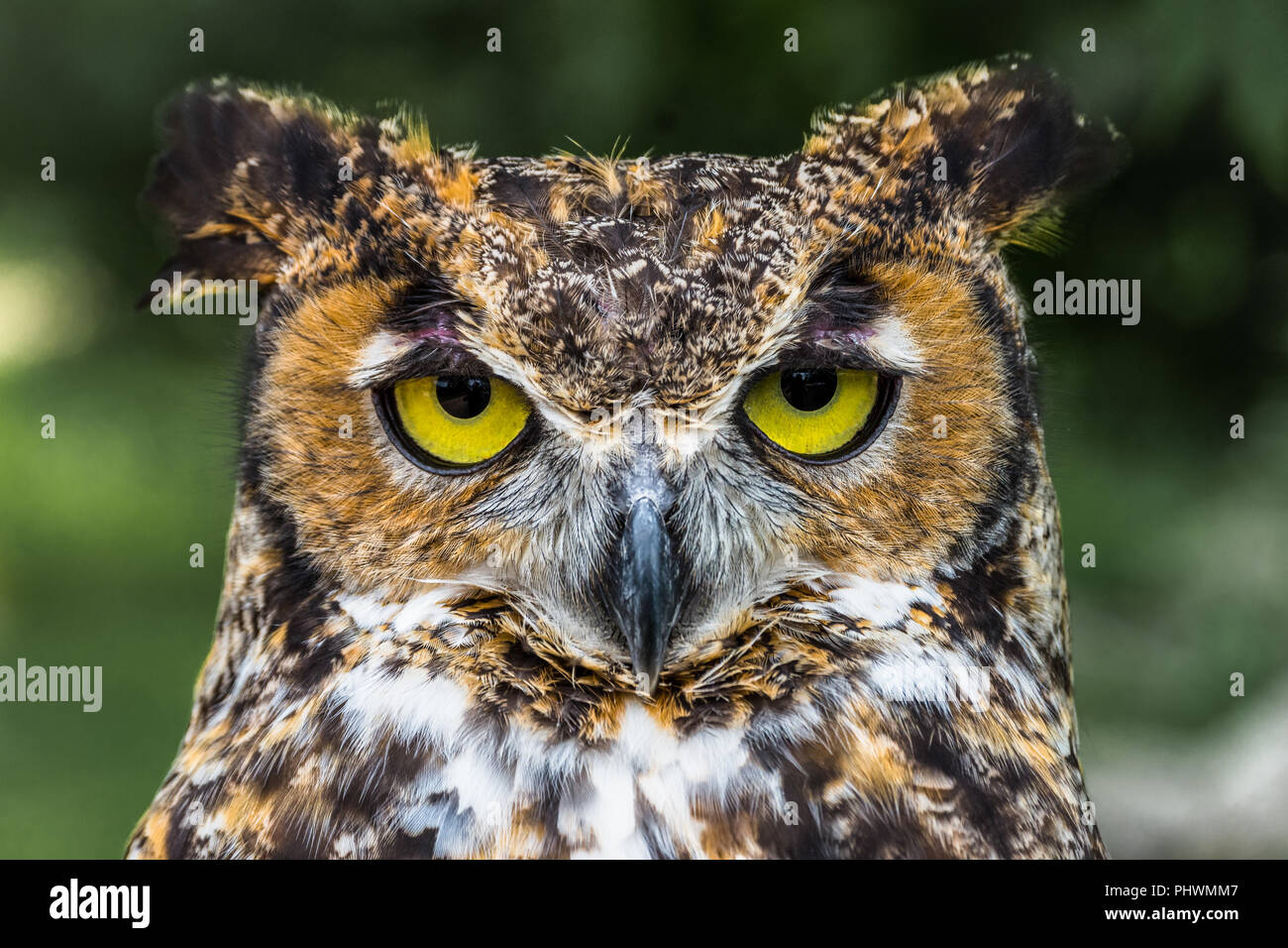 Grande Gufo cornuto Close Up Foto Stock