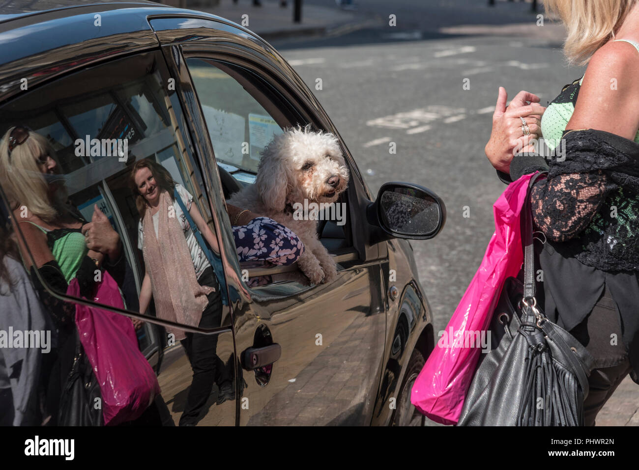 Harrogate North Yorkshire. Cane in vetro per auto Foto Stock