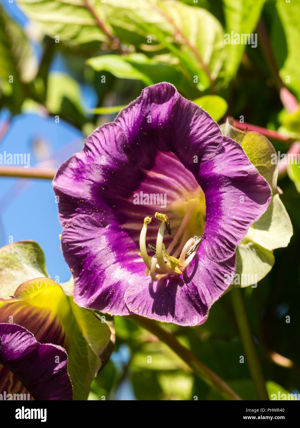 Campana viola fiore della gara di coppa perenne e piattino vine, Cobaea scandens, di solito cresciuto come un annuale Foto Stock
