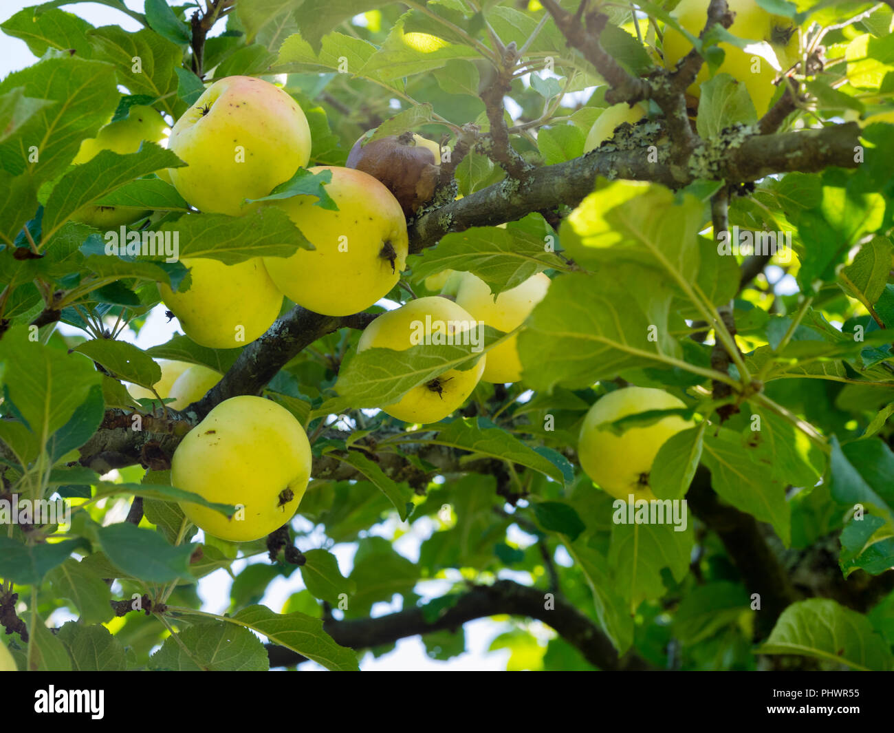 Frutto maturo del vecchio patrimonio della Cornovaglia e cottura dessert mela, Malus domestica 'Manaccan Primrose' Foto Stock
