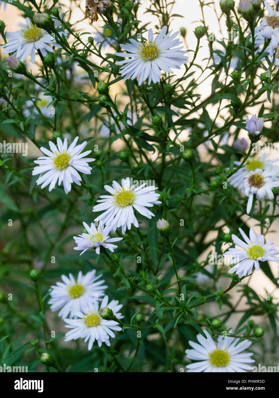 Bianco, tarda estate daisy fiori dell'ardito perenne Symphyotrichum pilosum var. pringlei 'Monte Cassino' Foto Stock