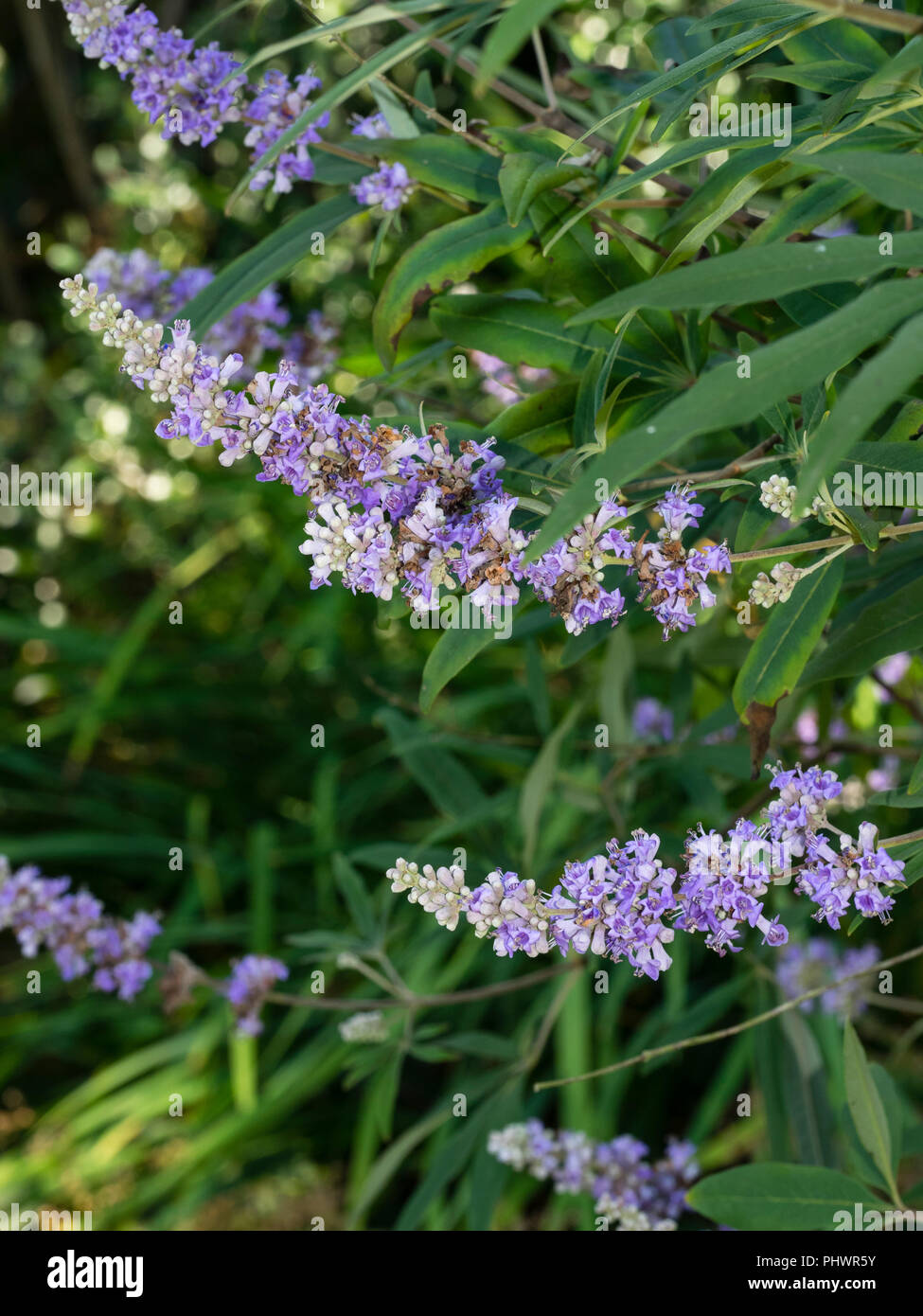 Tarda estate pannocchie di fiori blu tra il fogliame aromatico dell'albero casto, Vitex agnus-castus Foto Stock