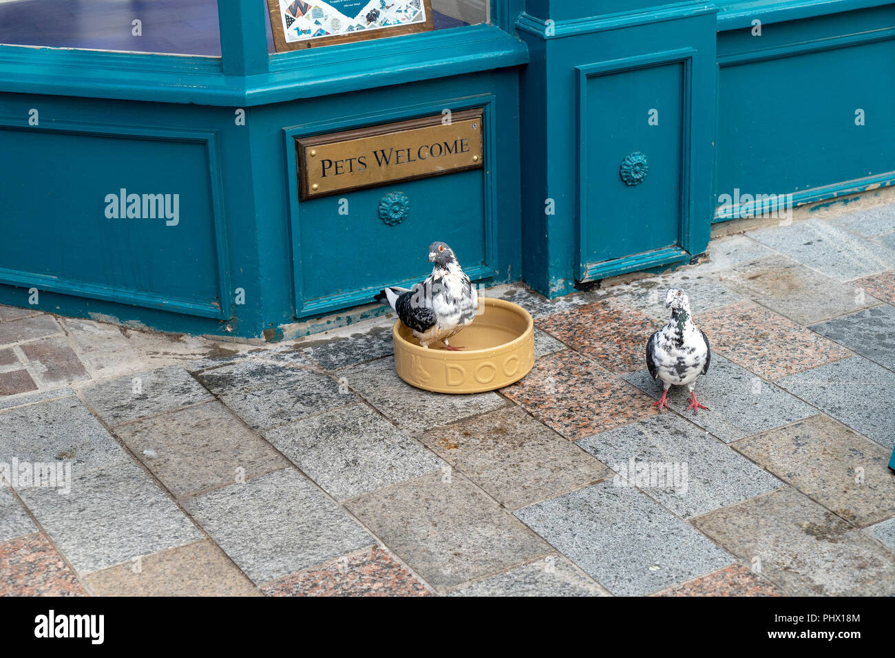 Piccione di balneazione in cani abbeveratoio al di fuori di un high street shop Foto Stock