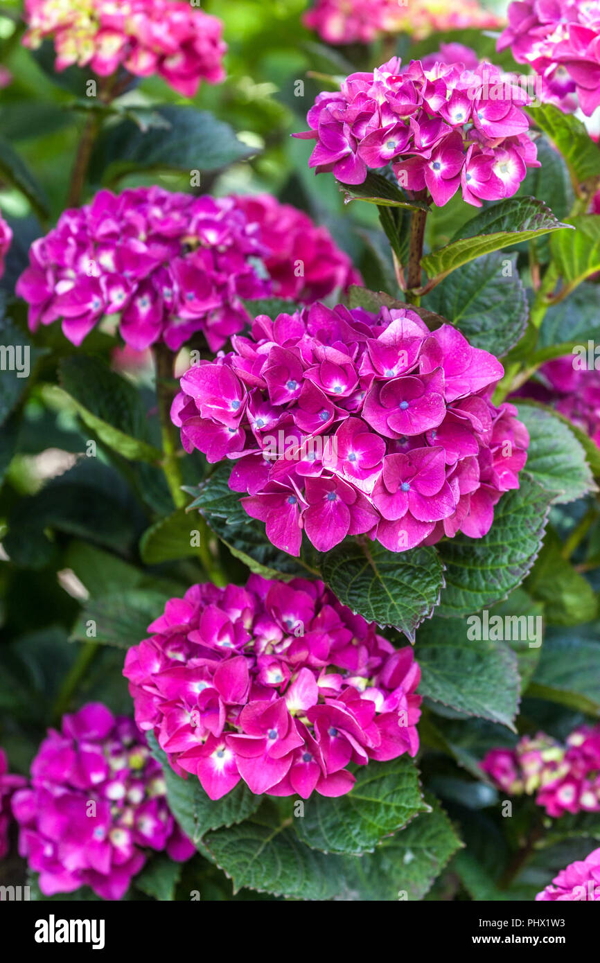 Purple Bigleaf Hydrangea macrophylla 'Merveille Sanguine' giardino arbusto fiori Foto Stock