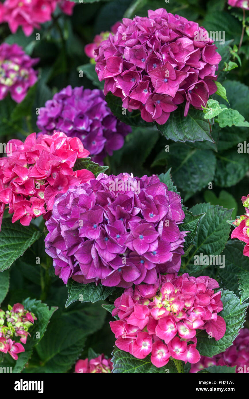 Bigleaf Hydrangea, Hydrangea macrophylla ' Merveille Sanguine ' Foto Stock