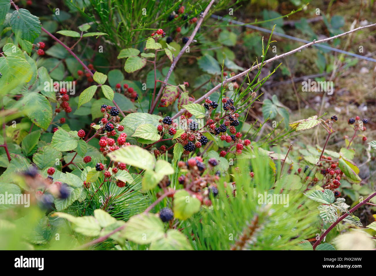 Rote und schwarze Brombeeren, sind mir einem Kiefer Baum verwachsen Foto Stock