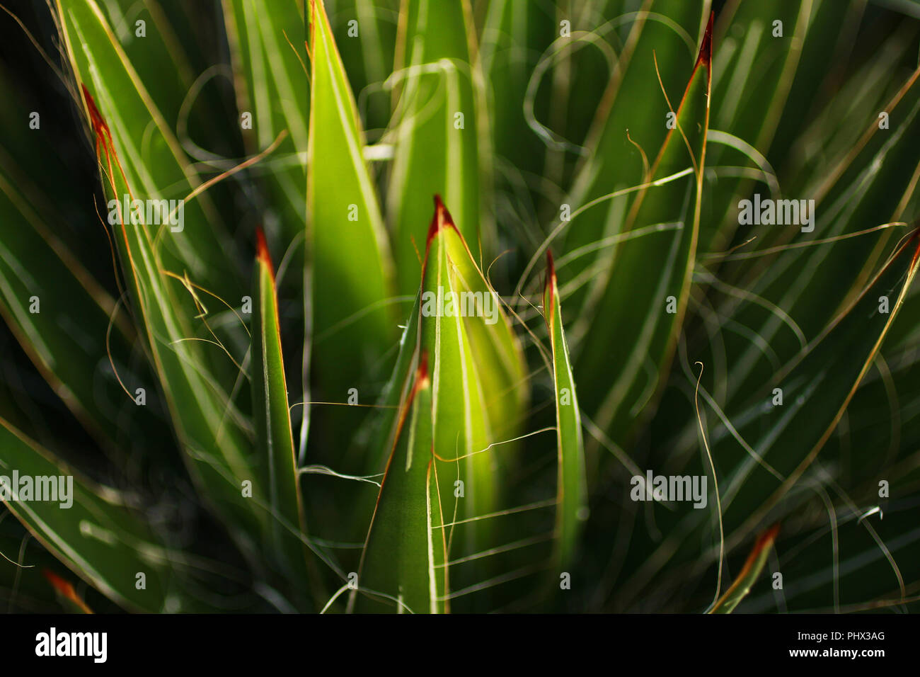 Spine di cactus vicino. Foto Stock