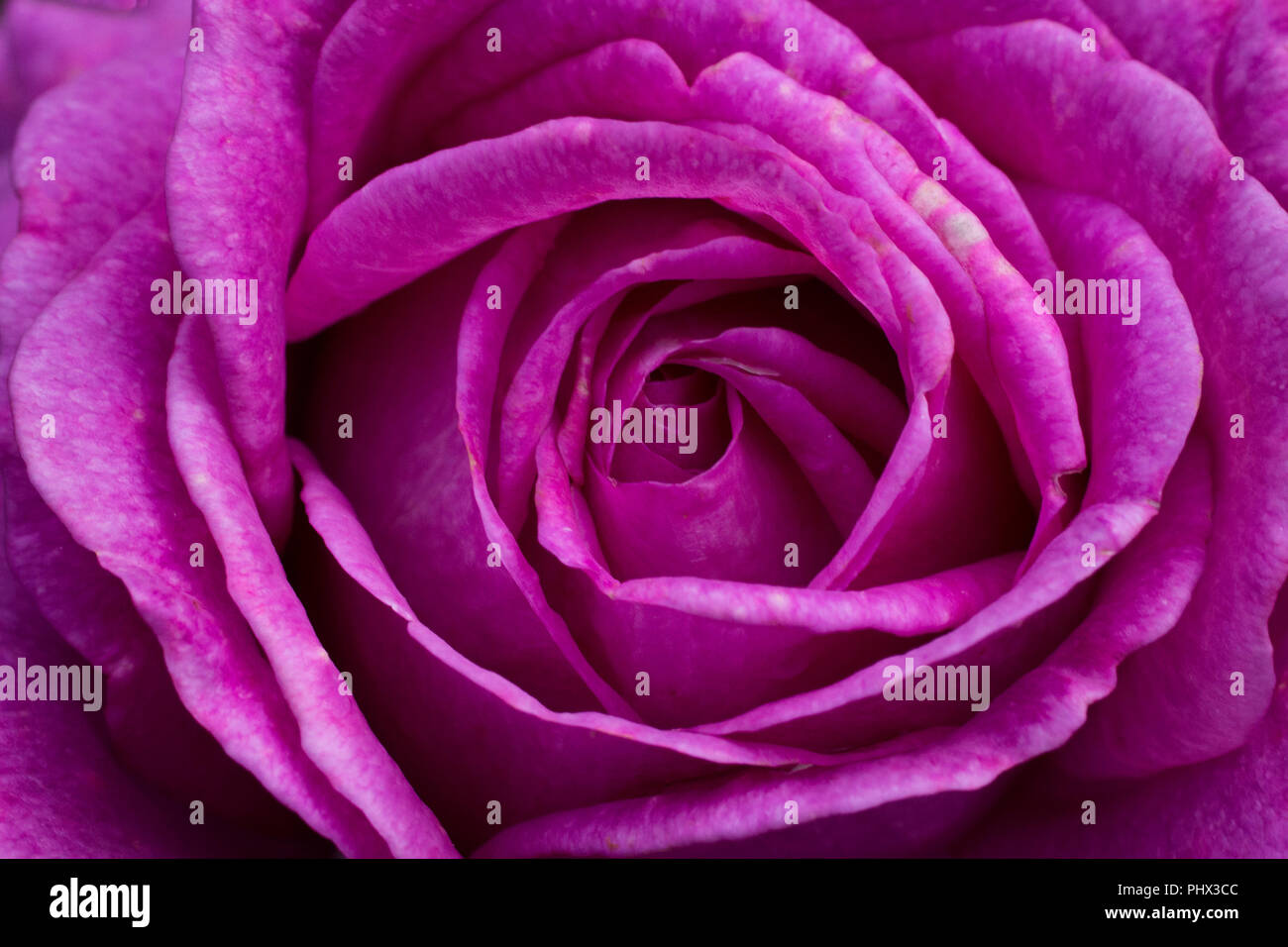 Un vicino l immagine di un viola fiore rosa Foto Stock
