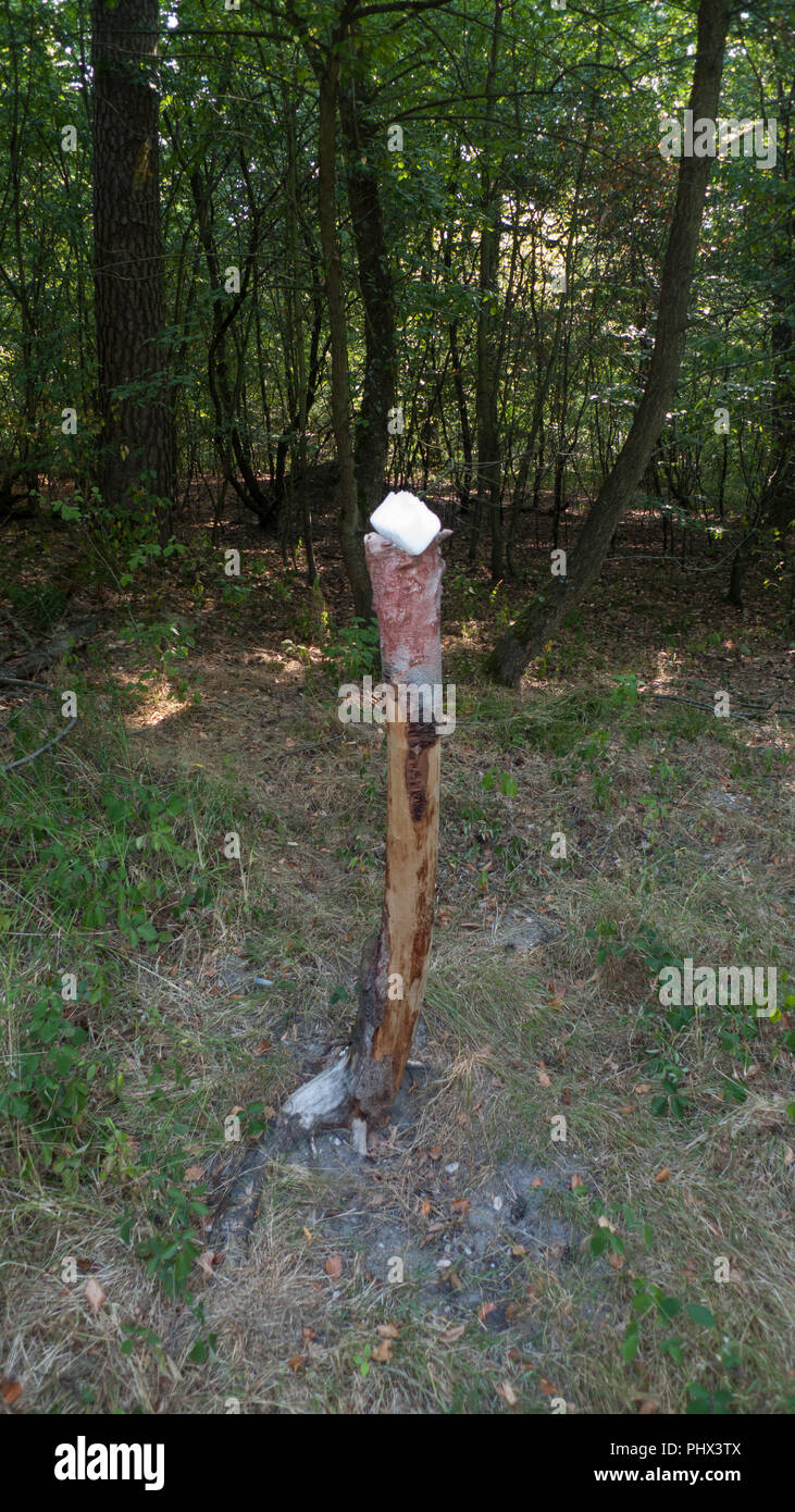 Un sale di pietra, lickstone per animali selvatici come cervi e caprioli posto su un tronco di albero nella foresta Foto Stock