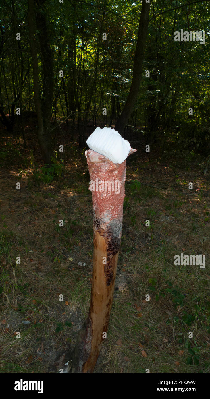 Un sale di pietra, lickstone per animali selvatici come cervi e caprioli posto su un tronco di albero nella foresta Foto Stock