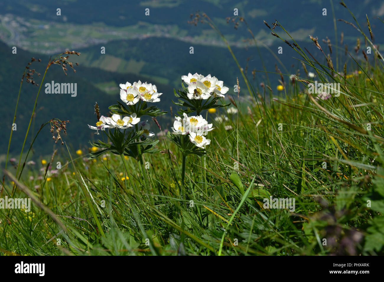 Windflower; Anemone narcissiflora; Bregenzerwald; Austria; Foto Stock