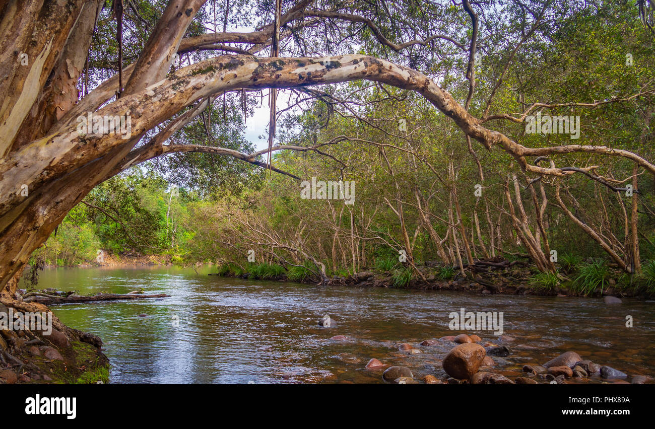 Fiume gengiva sovrastante Bropadwater Creek in stato Abergowrie foresta, Queensland. Australia. Foto Stock