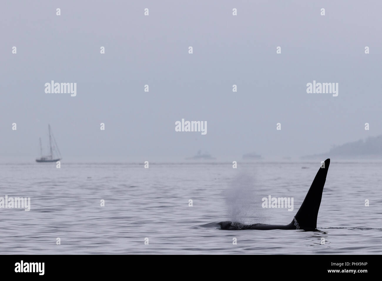 Tranquillo foggy scena con un residente del nord orca maschio (balena killer whale, Orcinus orca) e una barca a vela in Blackfish Suono, Prime Nazioni territorio, Foto Stock