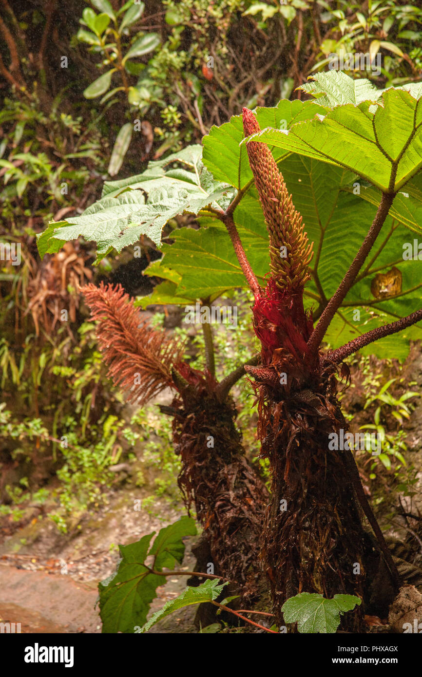 Parco Nazionale del Vulcano Poas, Costa Rica, l'America centrale. L'uomo povero impianto ombrello sotto la pioggia, Gunnera insignis, una di latifoglie foresta pluviale polv Foto Stock