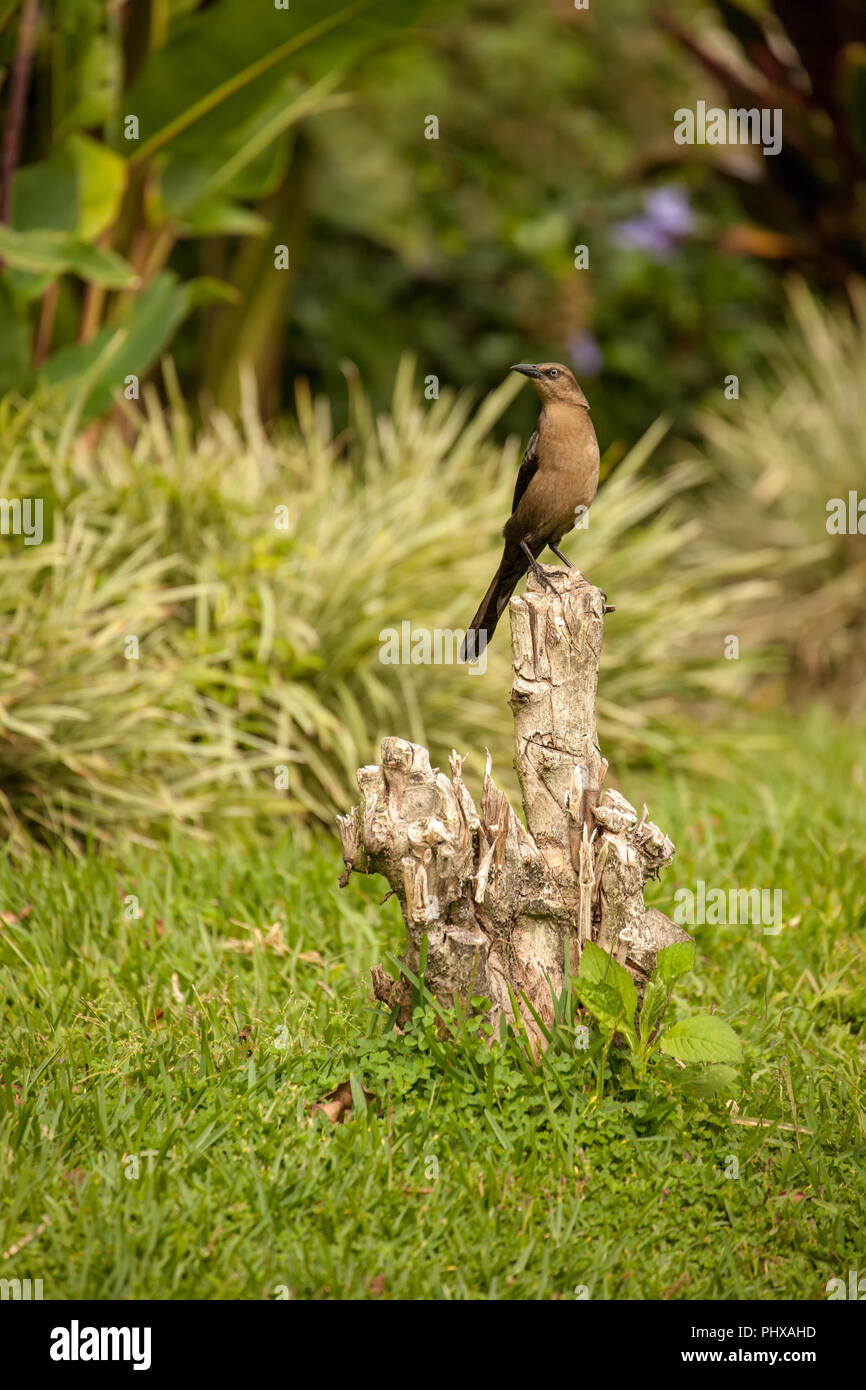 Vulcano Poas area, Costa Rica, l'America centrale. Grande femmina-tailed Grackle arroccato su un moncone. Foto Stock