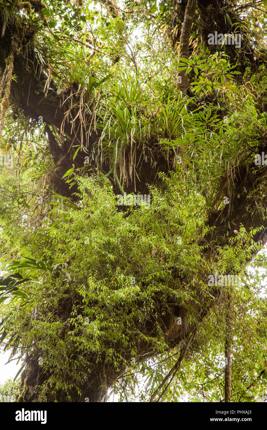 Parco Nazionale di Monteverde, Costa Rica, l'America centrale. Lussureggianti piante tropicali Cresce su un tronco di albero. Foto Stock