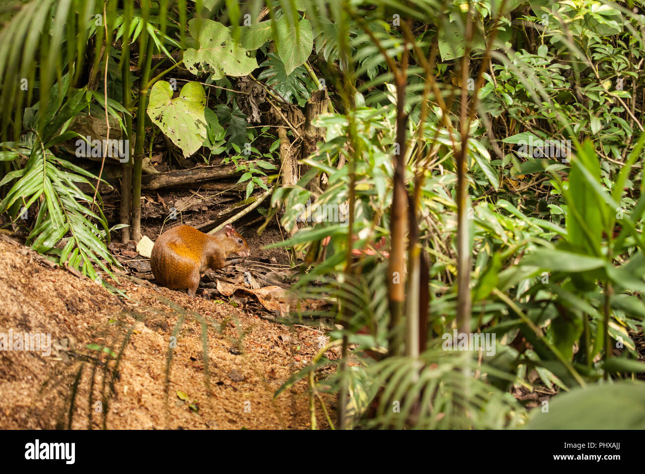 Parco Nazionale di Monteverde, Costa Rica, l'America centrale. America centrale (agouti Dasyprocta punctata) mangiando un seme. Foto Stock
