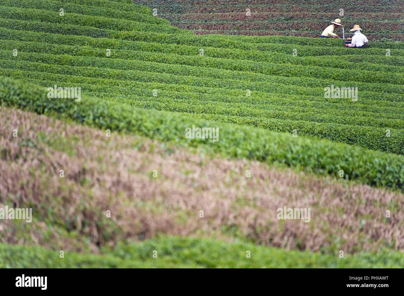 I coltivatori lavorano le piantagioni di tè del montagnoso distretti della città di Shizuoka, Prefettura di Shizuoka, Giappone, Sabato, 30 giugno 2012. Shizuoka Pref. Foto Stock