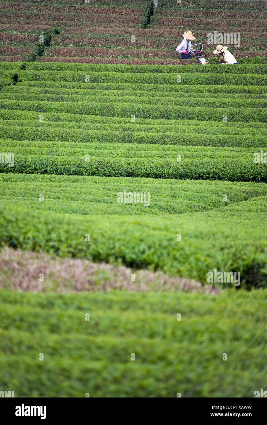 I coltivatori lavorano le piantagioni di tè del montagnoso distretti della città di Shizuoka, Prefettura di Shizuoka, Giappone, Sabato, 30 giugno 2012. Shizuoka Pref. Foto Stock