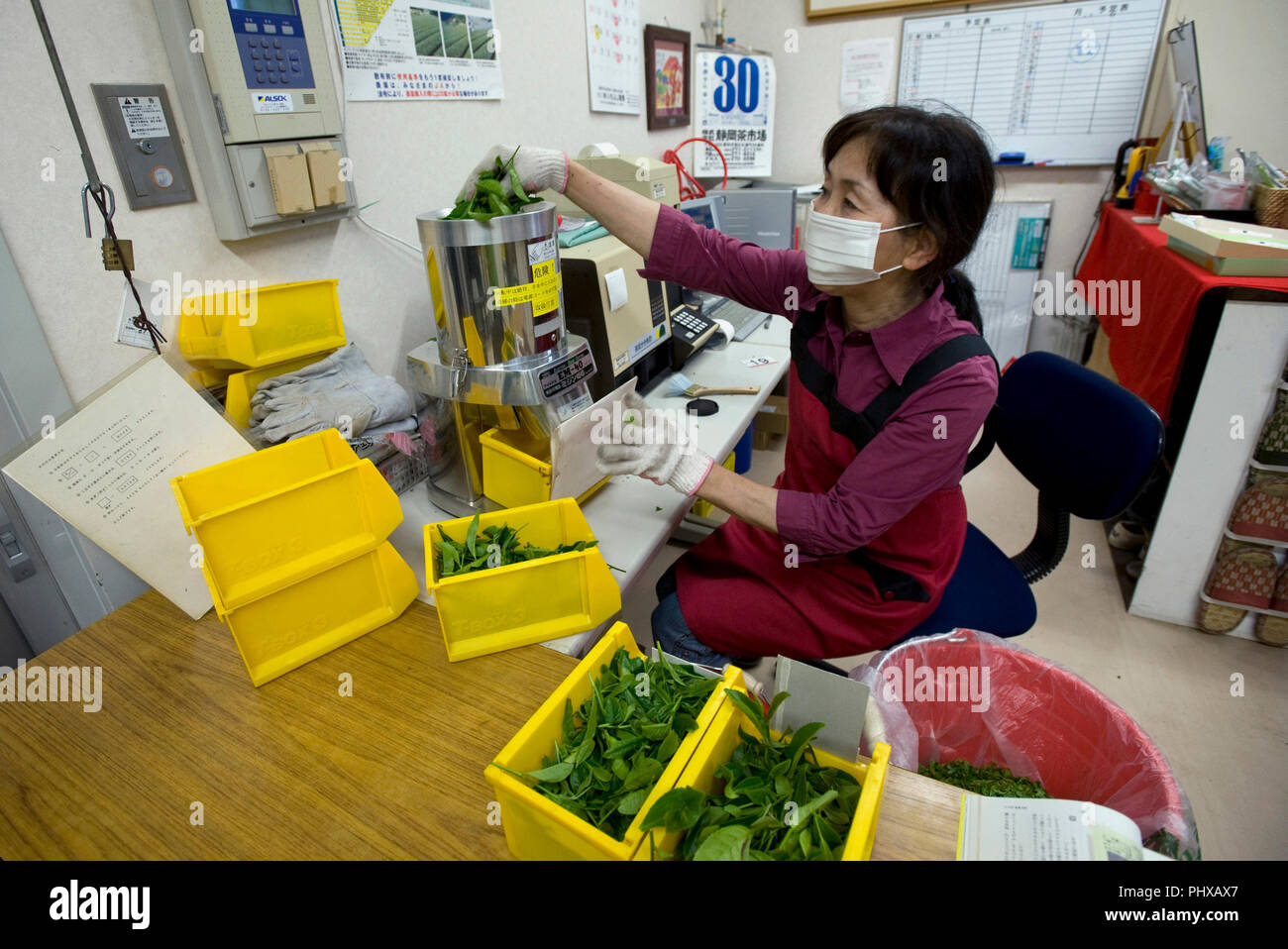 Nae Takeshita, un addetto a pulire il tè Matsuno, alimenta i campioni di tè in una macchina che analizza la qualità delle foglie di tè coltivato nella piantagione di tè Foto Stock