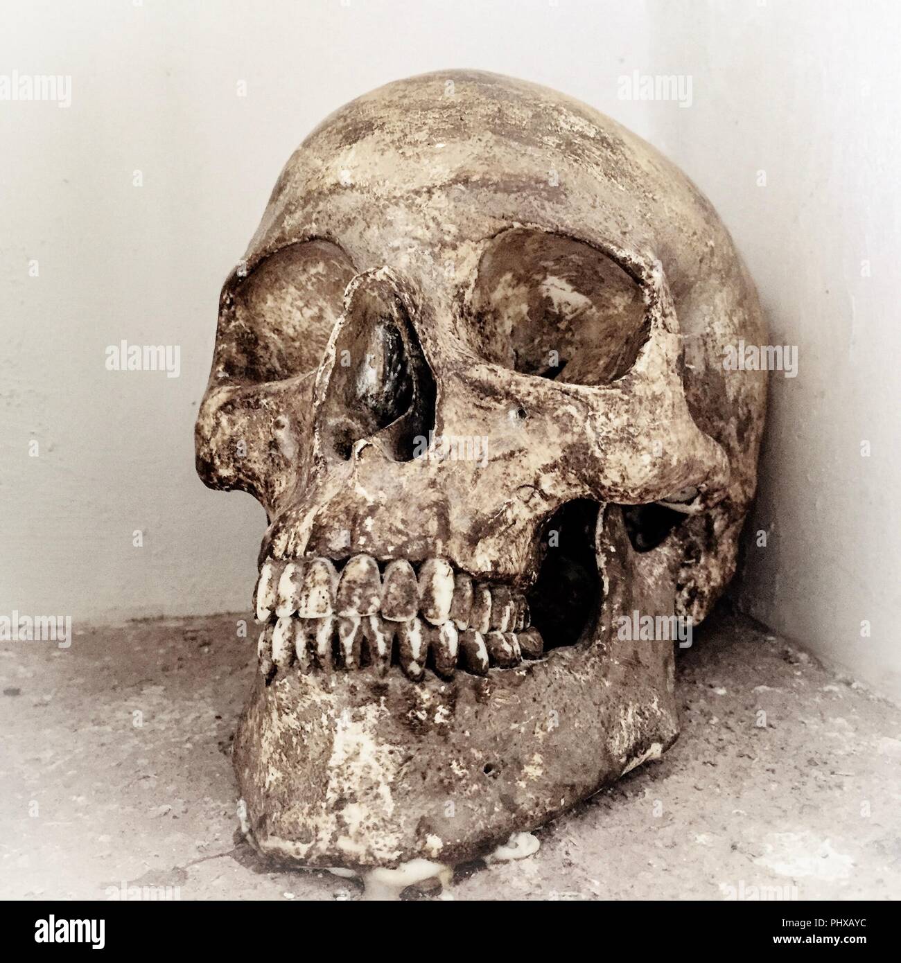 Cranio reale - fotografia prende in un monastero in Spagna Foto Stock