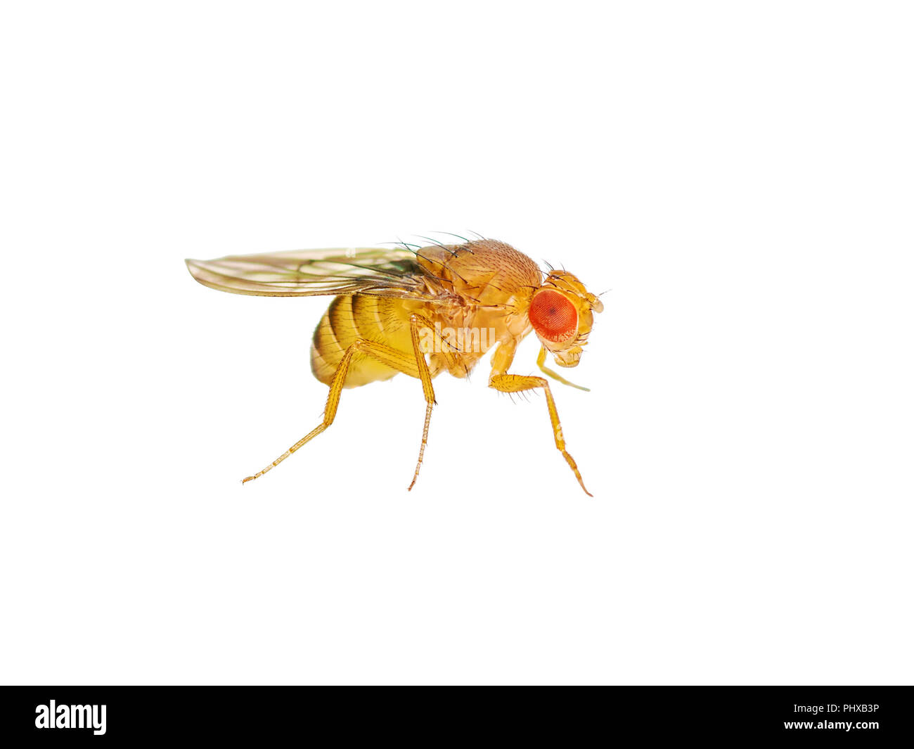 Macro Drosophila Mosca della frutta isolato di insetto su sfondo bianco Foto Stock