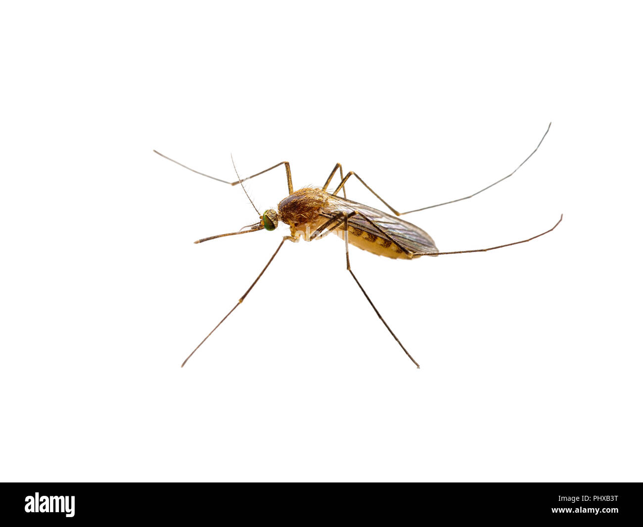 La febbre gialla, la malaria o Zika infettate da virus insetto zanzara isolati su sfondo bianco Foto Stock