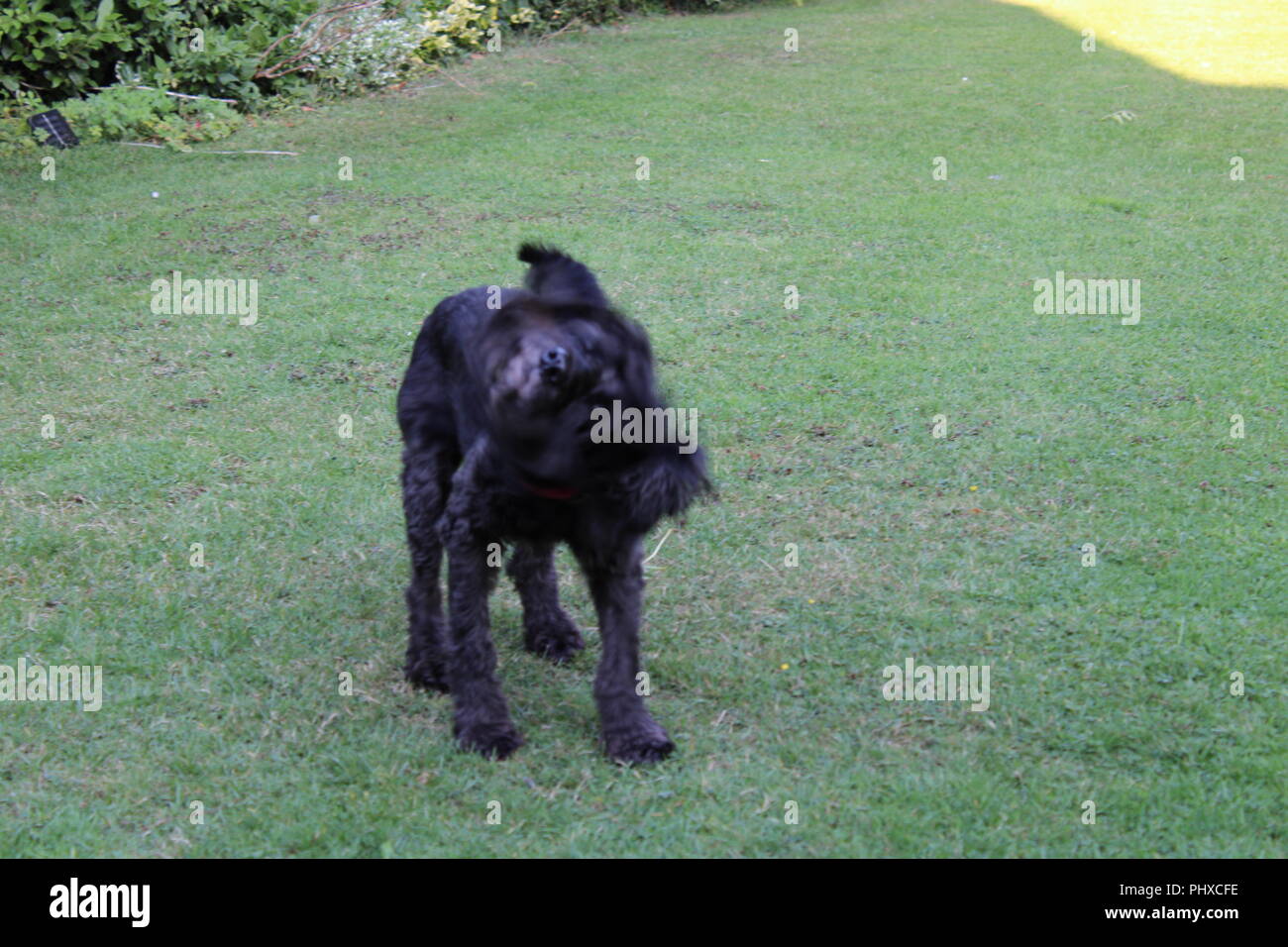 Shake It off - Nero Cockapoo cane Foto Stock