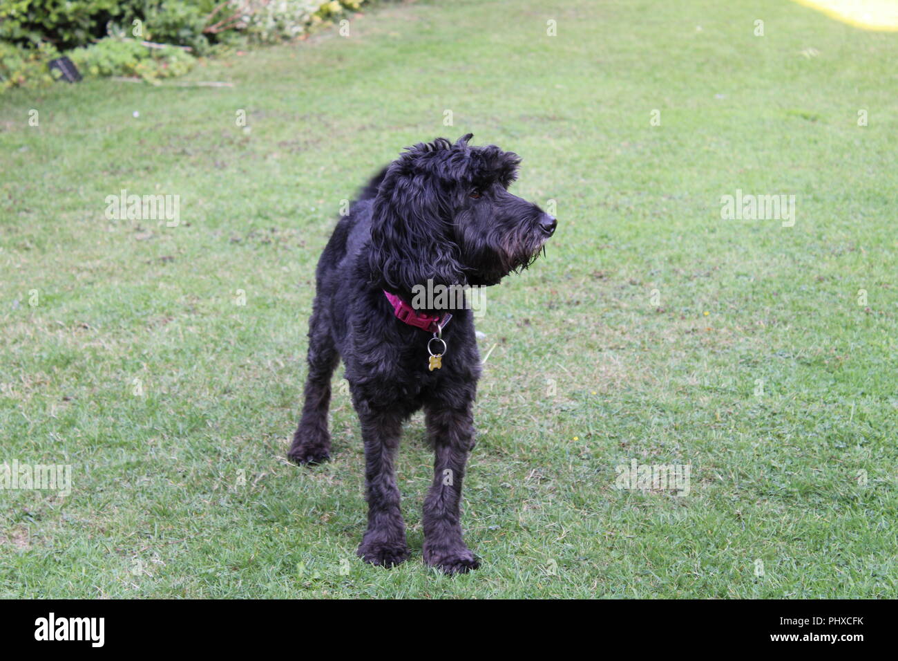 Cane Cockapoo gioca in giardino Foto Stock