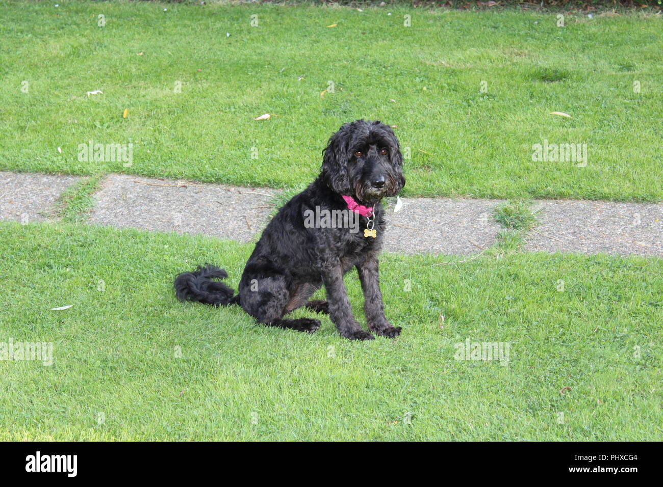 Cane Cockapoo gioca in giardino Foto Stock