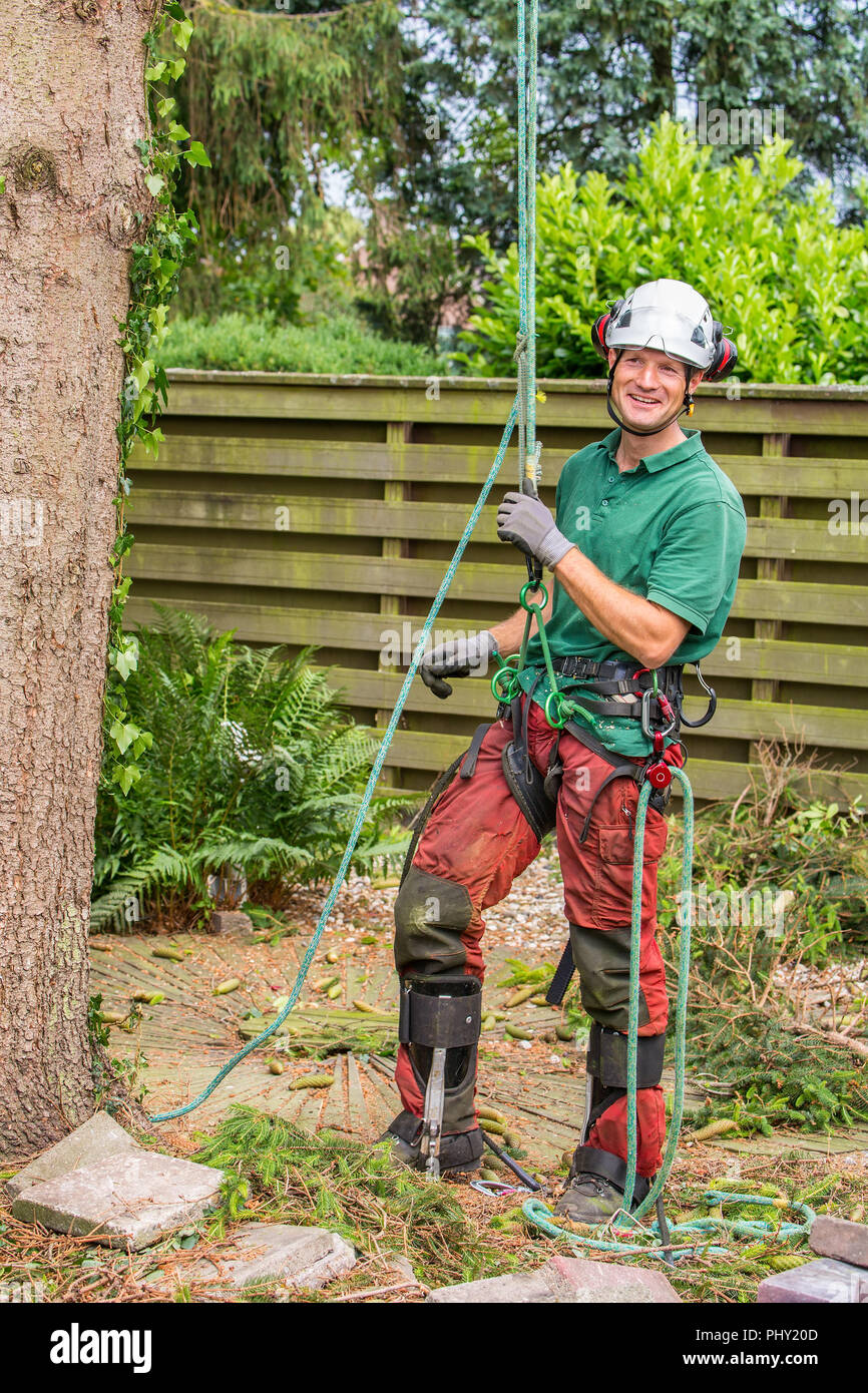 Arborist olandese con arrampicata attrezzature in giardino Foto Stock