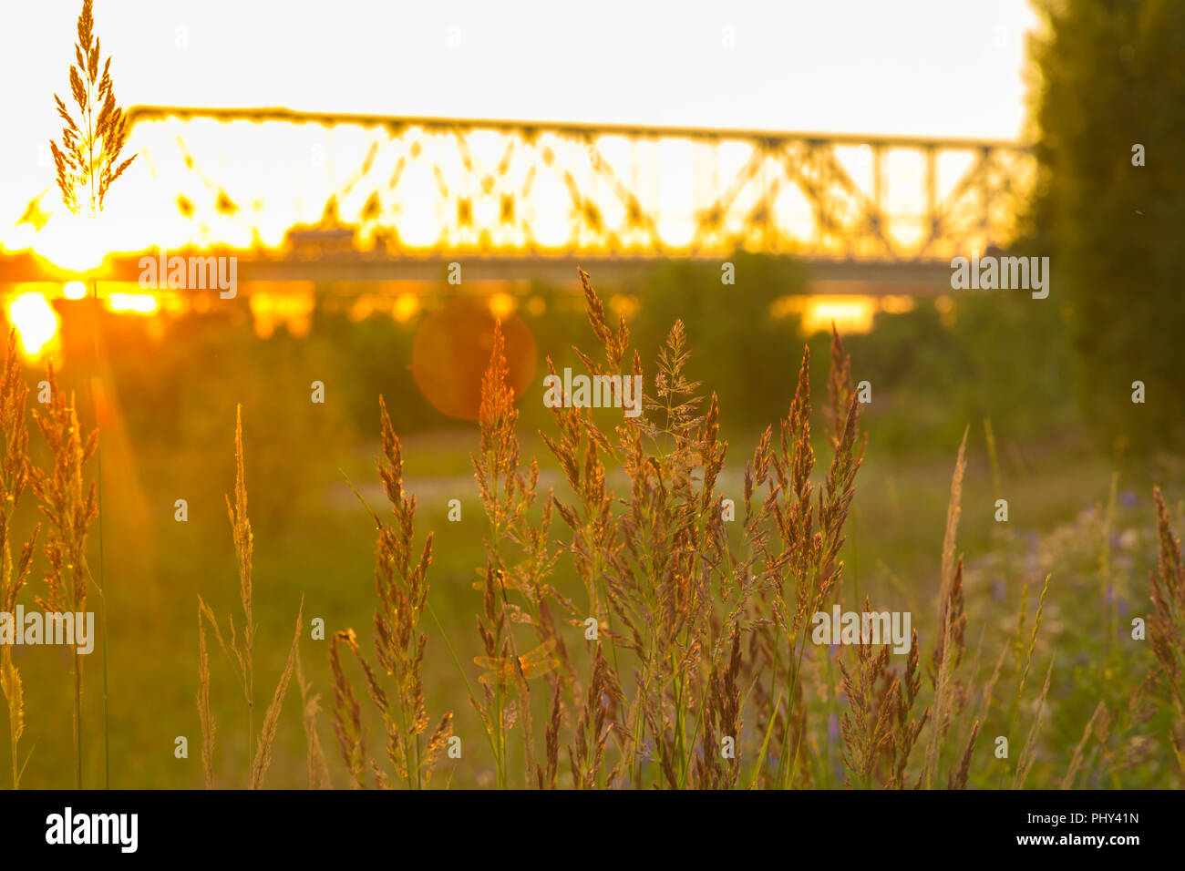 Vegetali di erba in piuma di close-up i raggi del sole al tramonto con un sfocata piano di presa Foto Stock