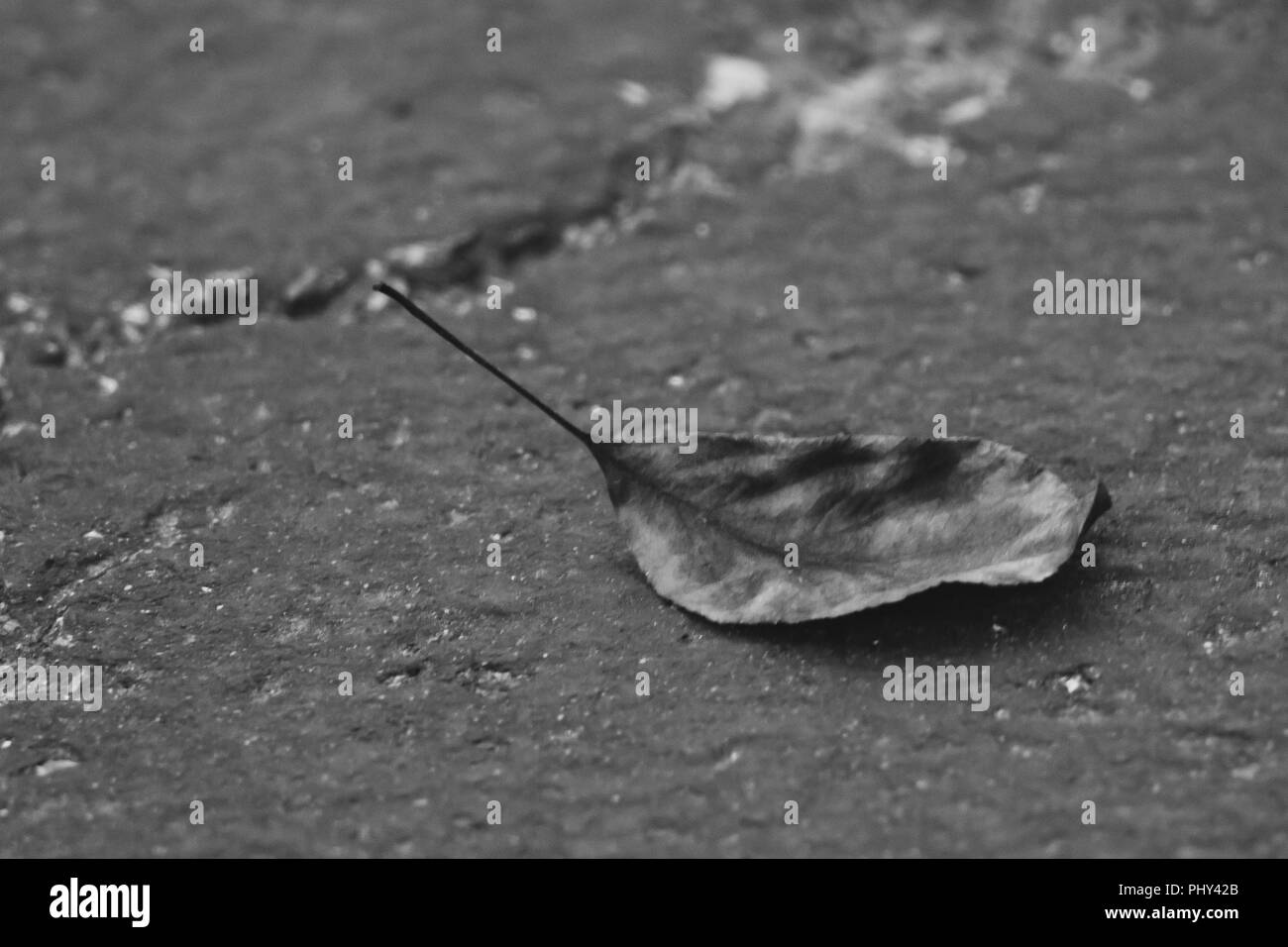 Un bianco e nero appena soffia intorno sul lato a piedi caduta è qui. Foto Stock