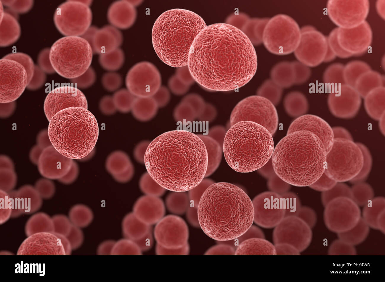 Rosso di cellule mutate sotto un microscopio Foto Stock