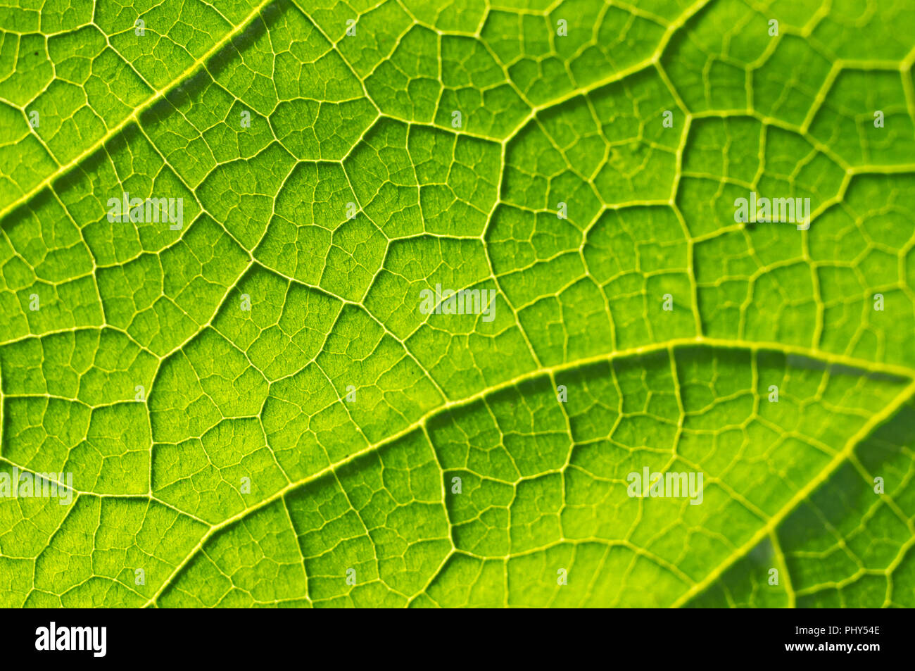 Tessitura macro di foglia verde Foto Stock