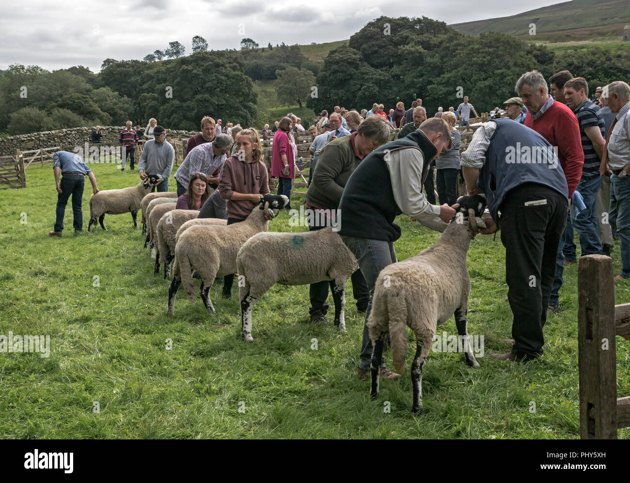 Moorcock mostrano, North Yorkshire. Spettacolo delle Pecore in Yorkshire Dales Foto Stock