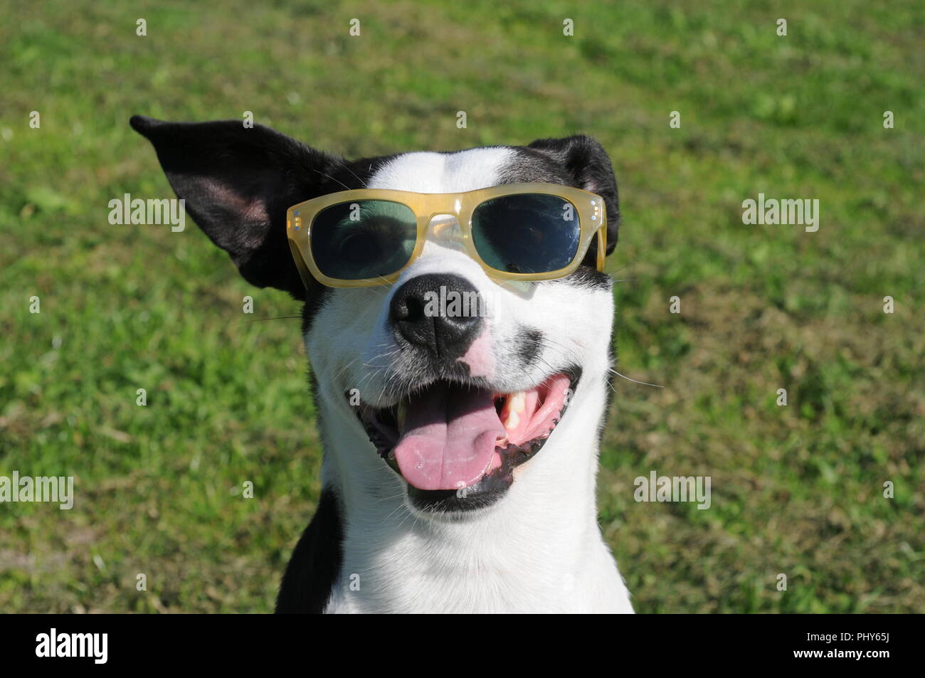 Cane Lino in posa con occhiali griffati nel giardino inglese a Monaco di Baviera Foto Stock