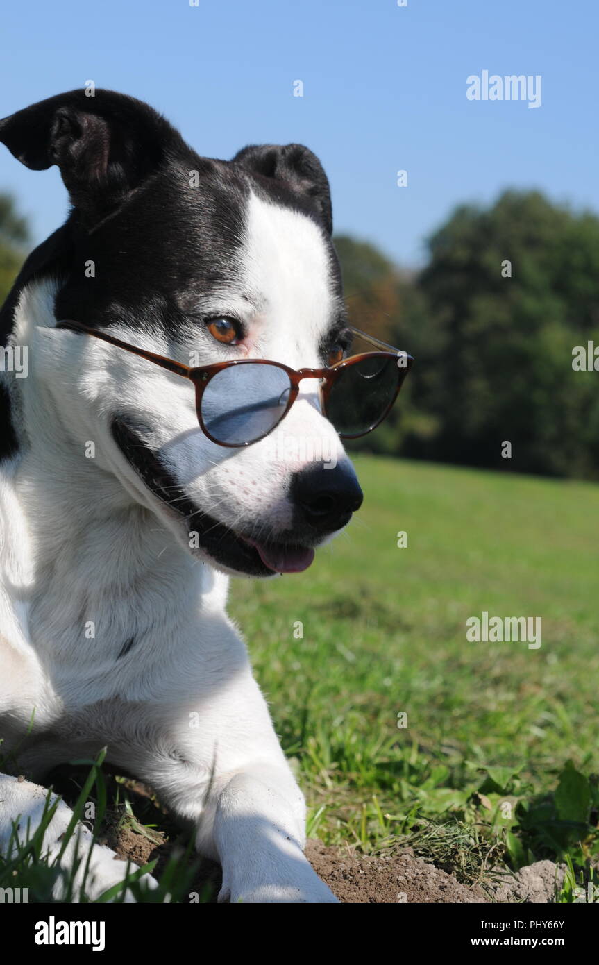 Cane Lino in posa con occhiali griffati nel giardino inglese a Monaco di Baviera Foto Stock