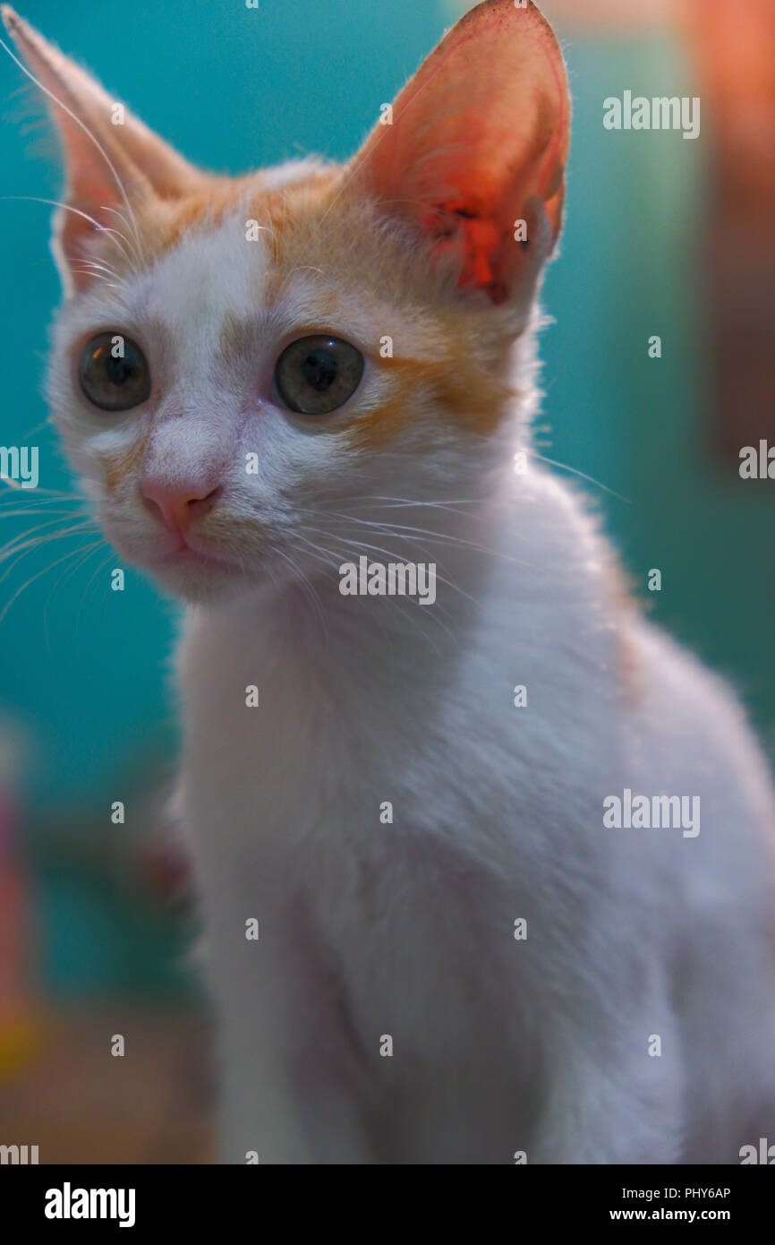 Ritratto di gattino bianco corto guardando con viso curioso Foto Stock