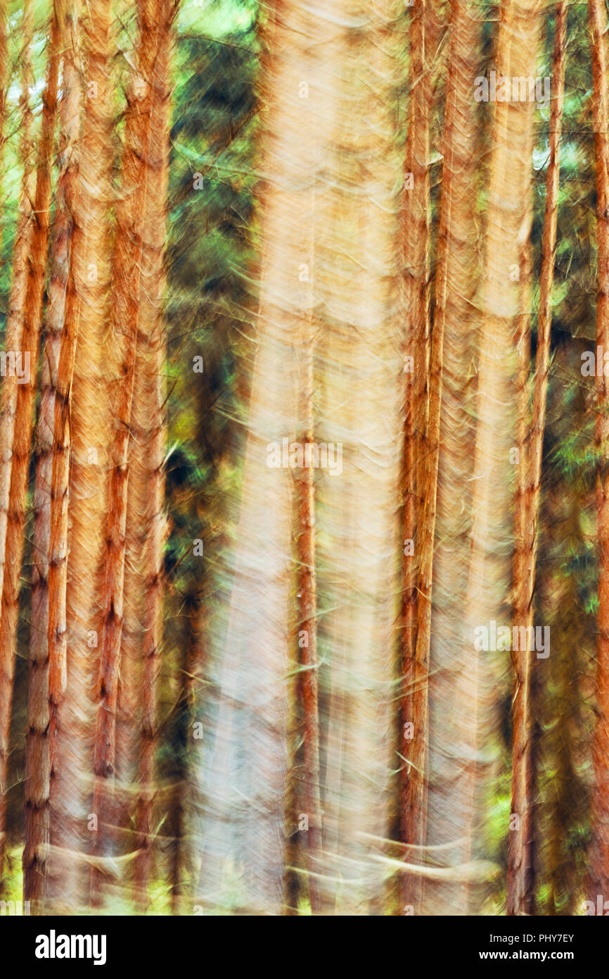 Moto foto sfocata di una foresta autunnale, naturale sfondo astratto. Foto Stock