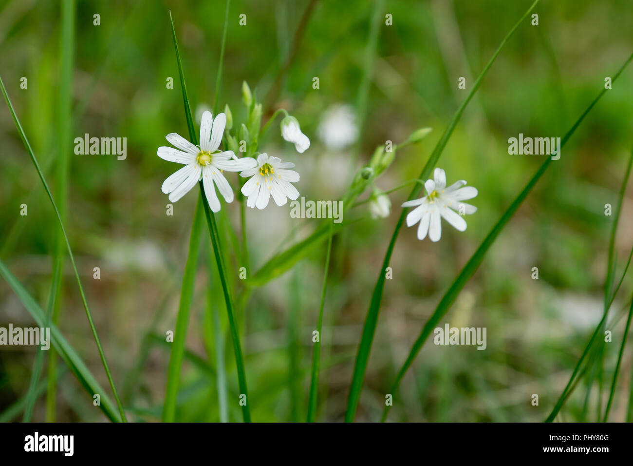 Minuscoli fiori selvatici Foto Stock