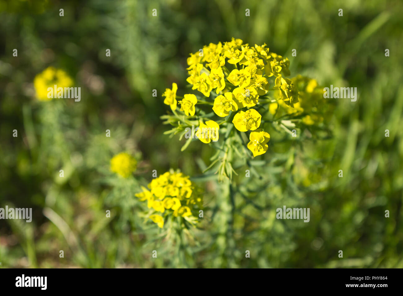 Giallo fiori selvatici Foto Stock
